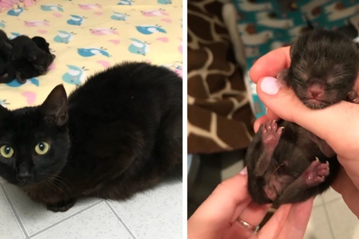 Stray Cat Rescued from the Woods, Finds Safe Home for Her Kittens - 5 Mini-mes.