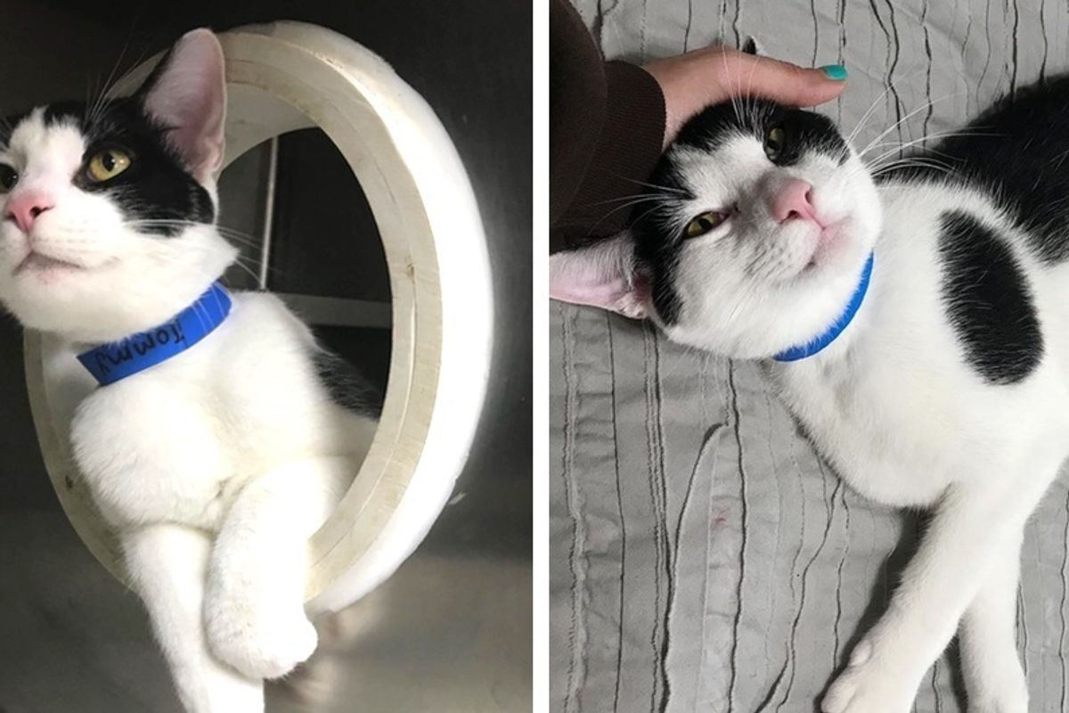 Kitten with Enlarged Heart, Expected to Live 5 Years, Finds Someone He Loves.