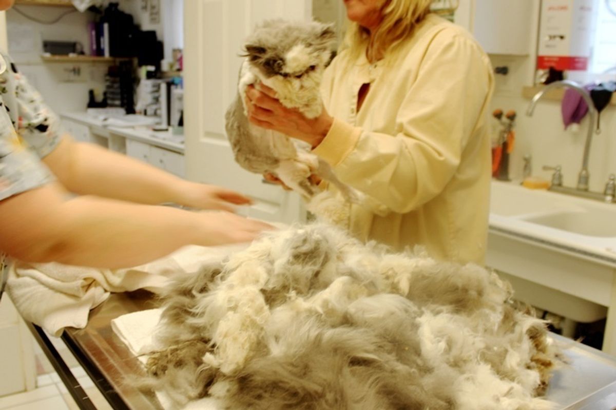 Cat Rescued from Harsh Condition, Gets Half Pound of Matted Fur Removed and New Makeover.