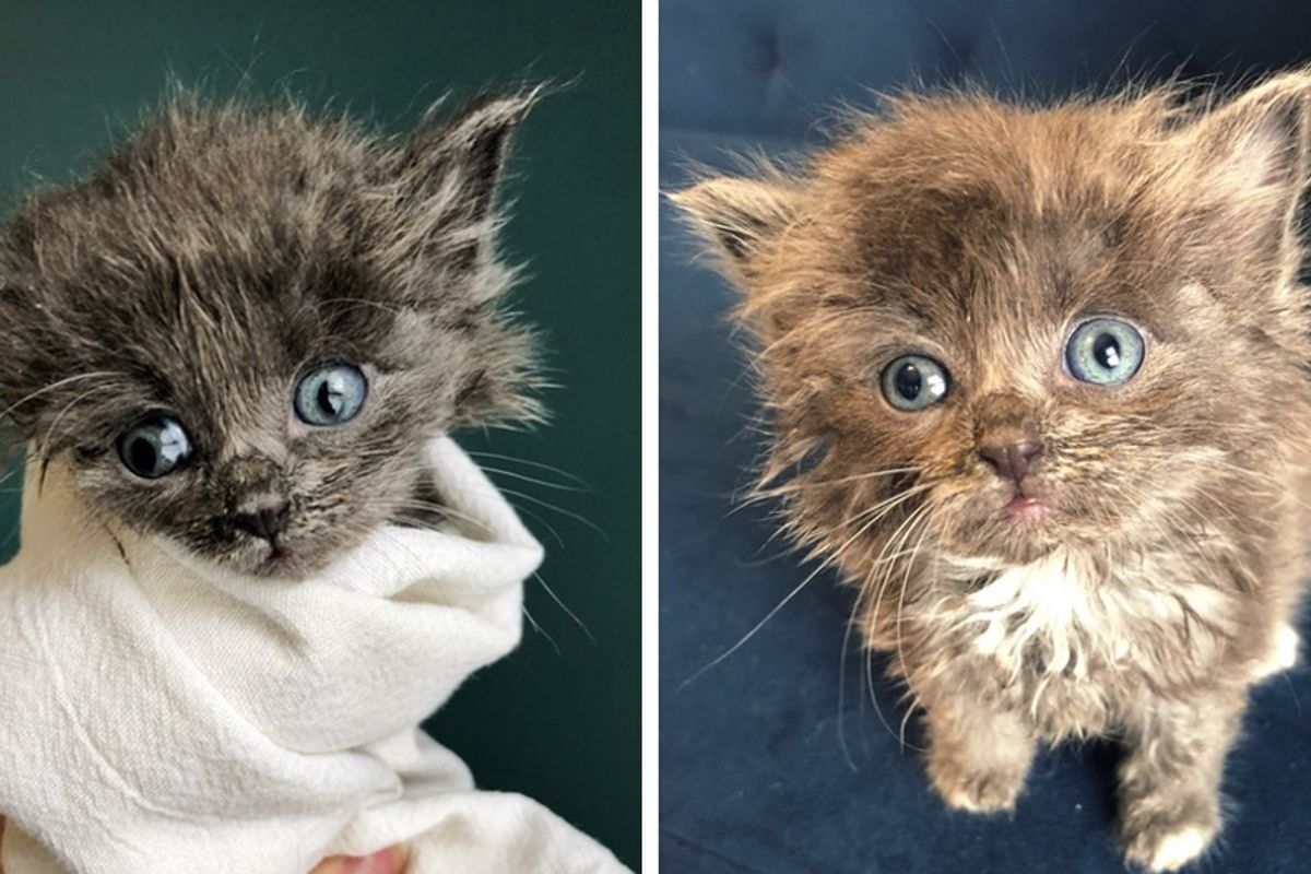 Kitten Half the Size of His Big Brother, Has Incredible Will to Live.