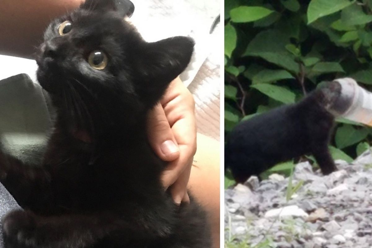 Kitten Found Stuck in a Cup, Leads Rescuers to Save His Entire Family