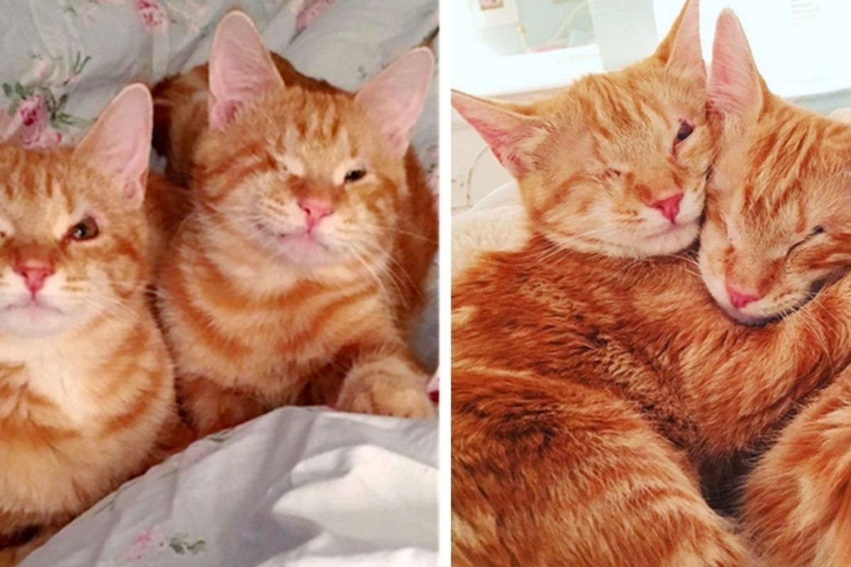 One-eyed Kitten Siblings, Found Huddled Under a Bush, Won't Stop Cuddling