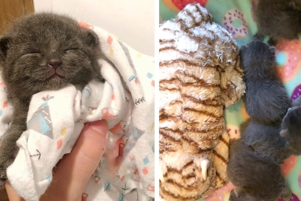 Kittens Found on a Boat without a Mom, Take to Their New Bottles Like Champs