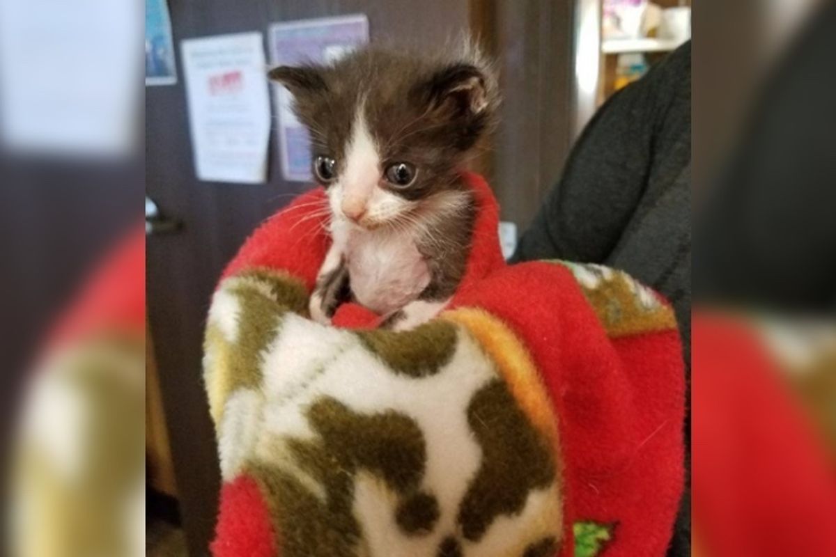 Runty Kitten Rejected by His Cat Mom, Finds Comfort Swaddled in Blanket