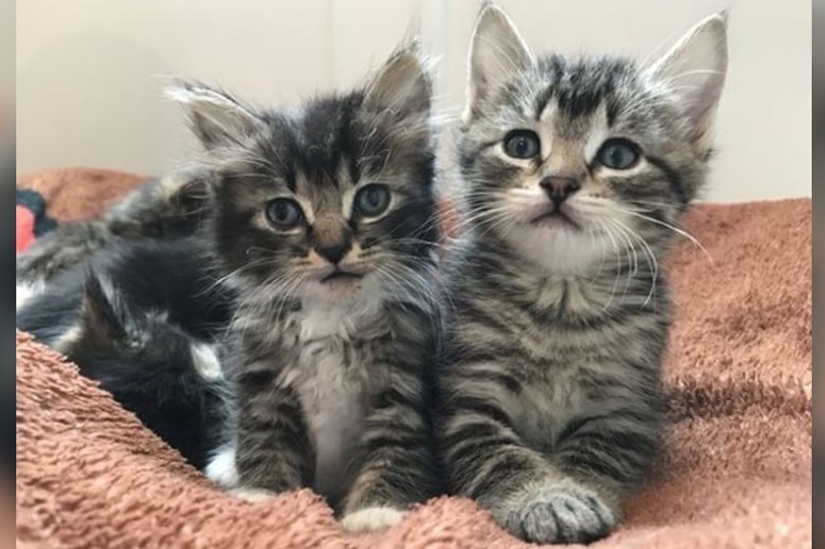 Kitten Saved from Hollow Tree, Brought Back to Life and Finds Love in a New Sister