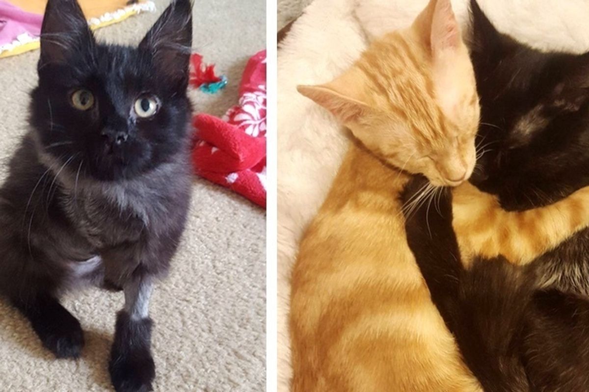 3-legged Kitten Finds Courage from Ginger Kitten with Frozen Elbow