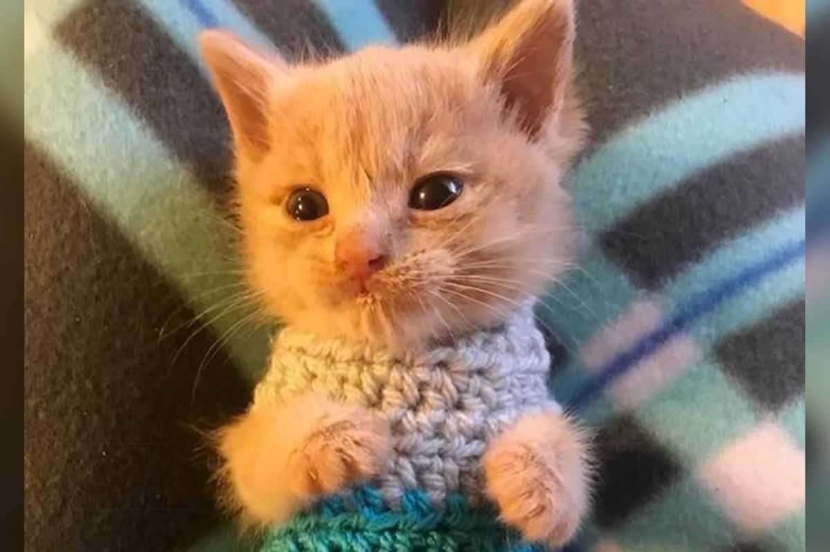Kitten Saved From the Brink of Death, Finds Someone to Love and Won't Let Go
