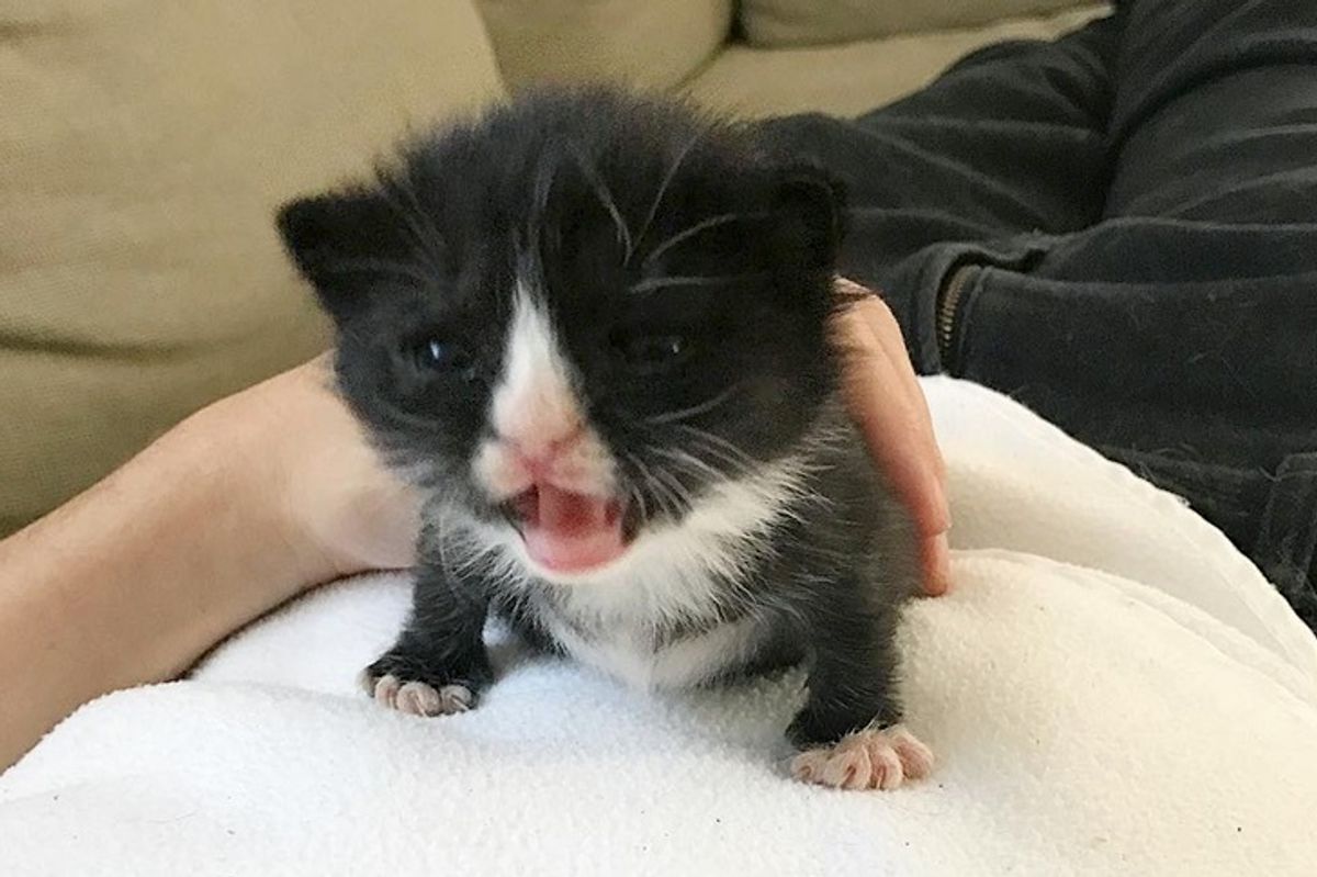 Kitten Found as Preemie Left Behind by Mom, Catches Up in Size Despite the Odds