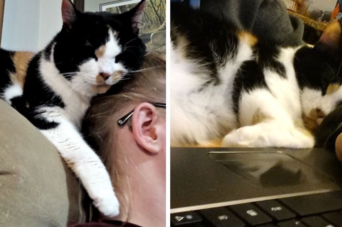 18-year-old Cat Has Been Girl's Loyal Friend, Study Buddy Since She Found Her as Kitten