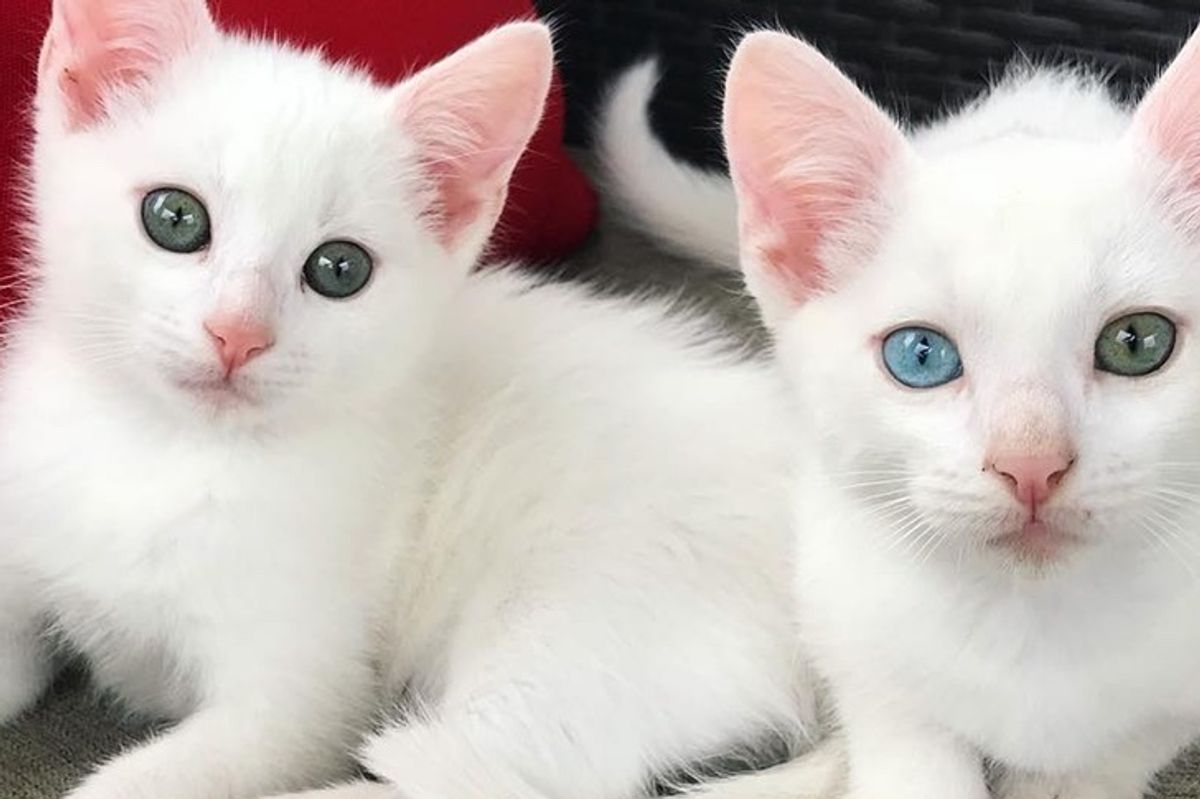 2 Deaf Kittens Born to Rescued Cat, Depend on Each Other and Share Special Bond