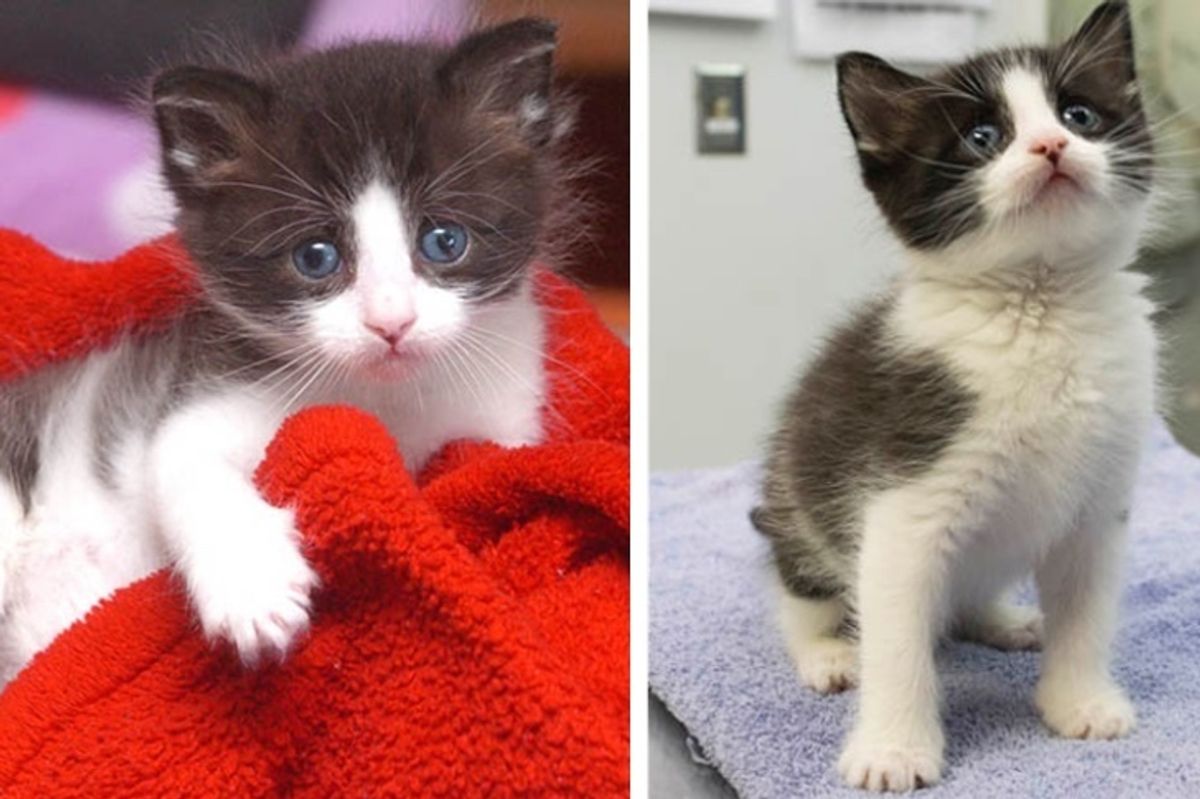 Kitten's Meows Lead Shelter Staff to Find Him in a Mailbox