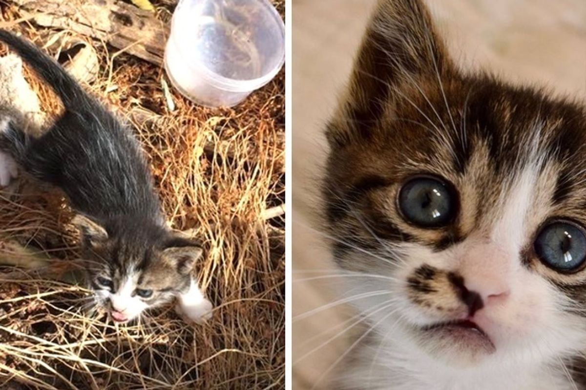 Kitten Found Near Dumpster is So Happy to Be Saved, She Can't Stop Cuddling Her Rescuers