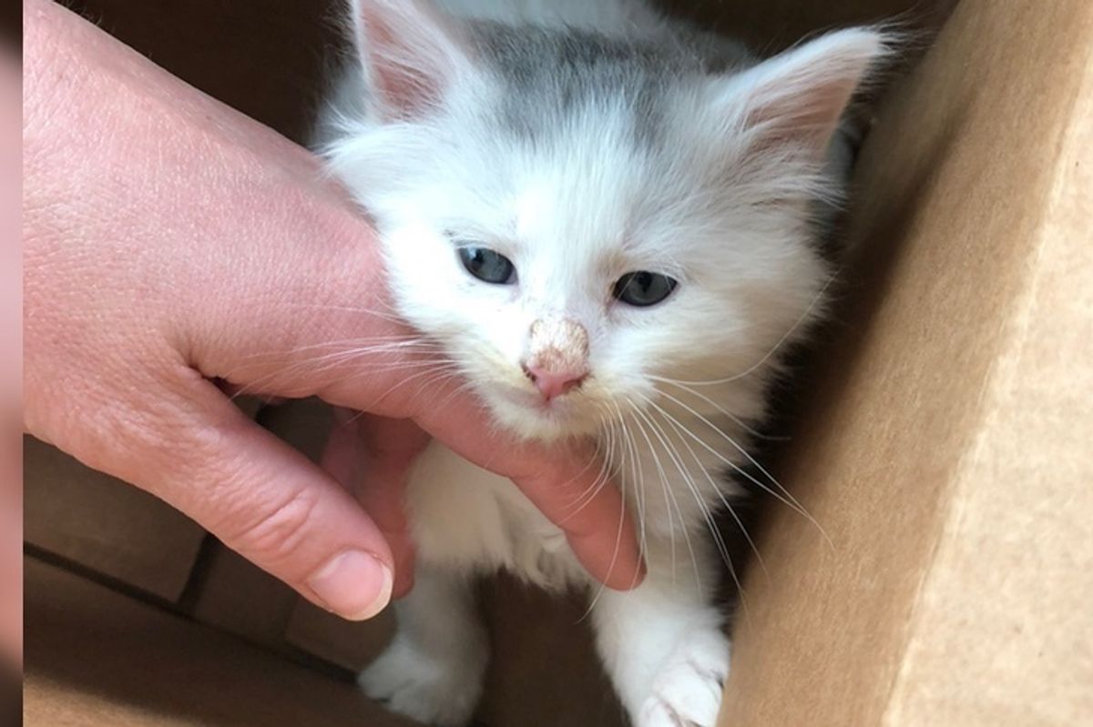 Kitten Took Harrowing Car Ride in Thunderstorm Before He Was Saved by Guardsman