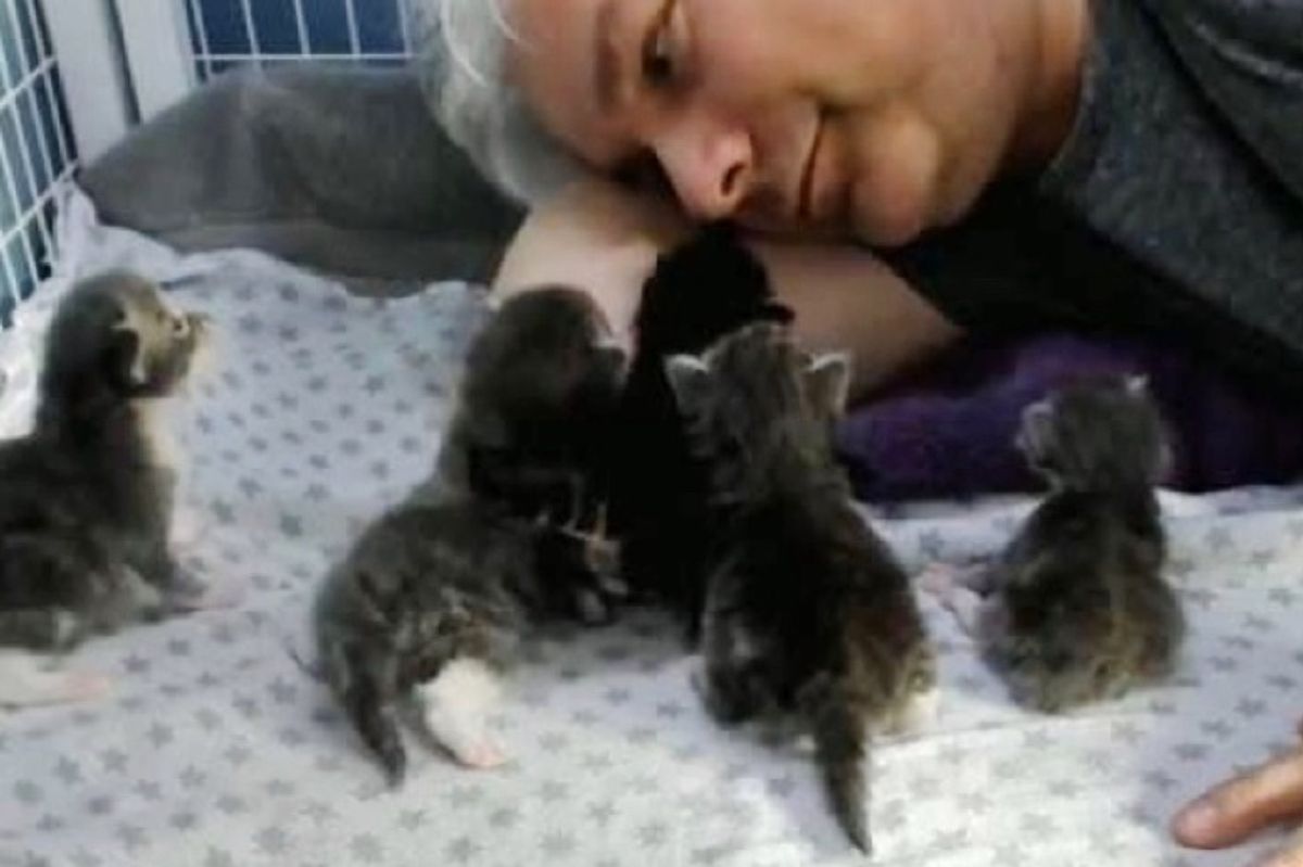 Man Gives Shelter Cat Mom Safe Home to Raise 5 Kittens, So They Can Thrive