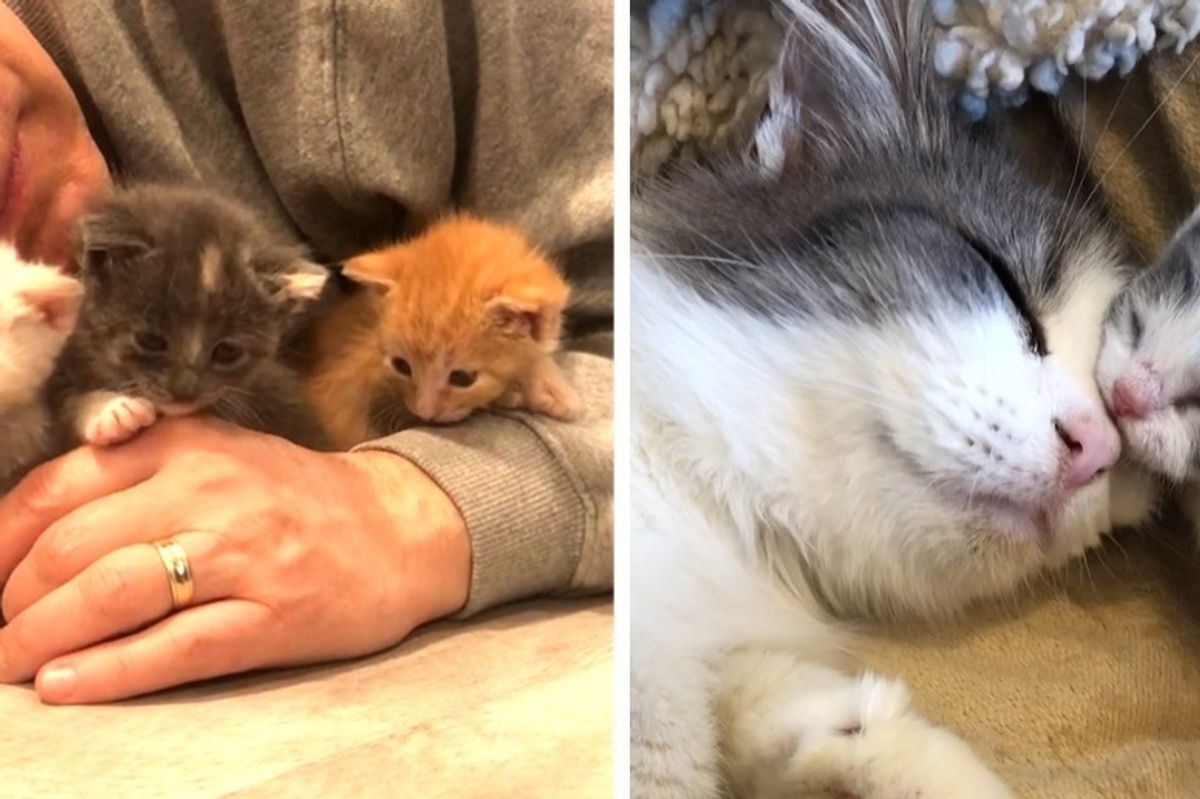 Cat Mom Takes In Orphaned Kittens and Raises Them as Her Own