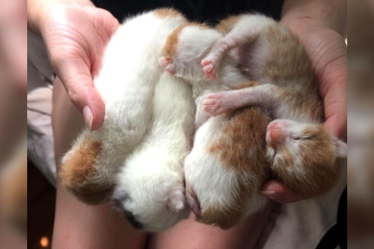 Kittens Found in a Box, Cuddle Together to Keep Each Other Alive