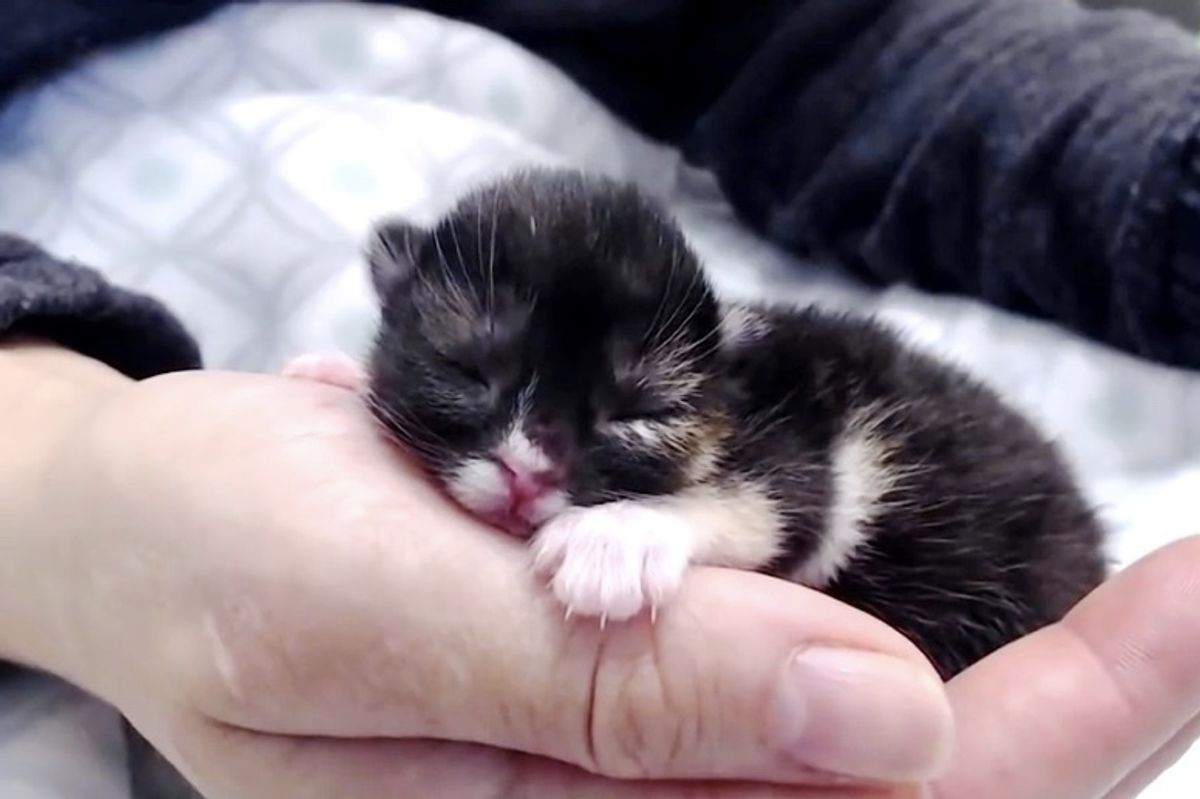 Kitten with Cleft Palate No One Knew Would Survive Her First Night, Beats the Odds