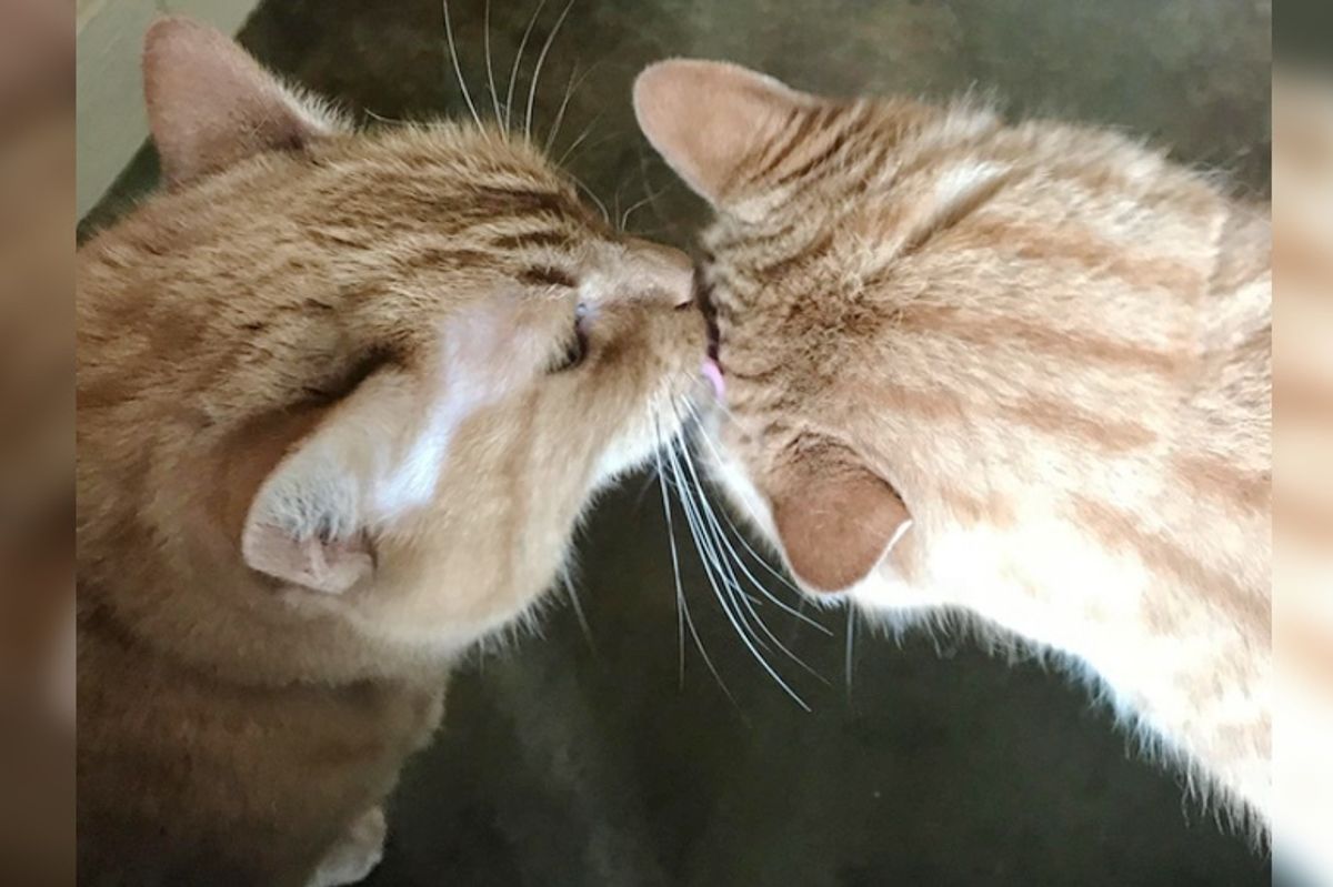 Woman Adopts Senior Cat and His Best Friend of 14 Years So They Can Have a Home for Retirement