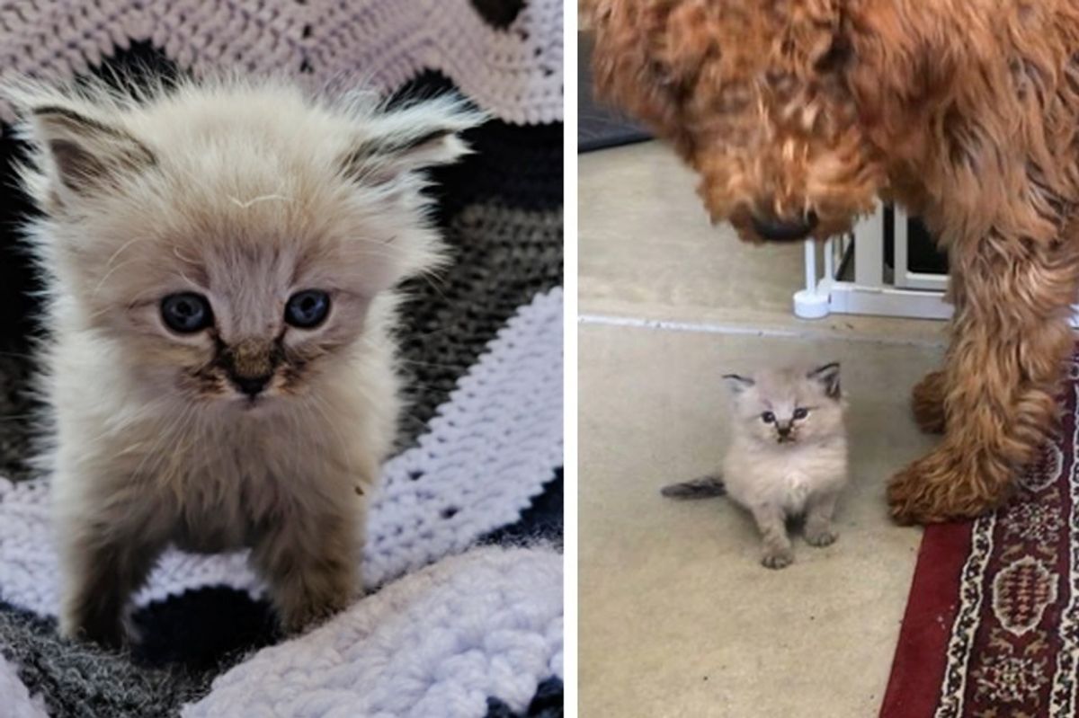Kitten Found in a Yard All Alone, Now Never Wants to Leave Her Human's Lap
