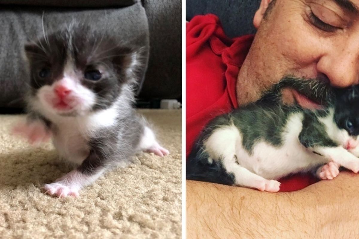 Runty Kitten Born and Abandoned in a Car, Finds Someone to Love and Snuggle