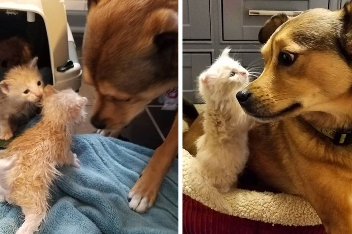 Dog Helps Rescue Kittens On Rainy Day and the Kitties Think He's Their Dad