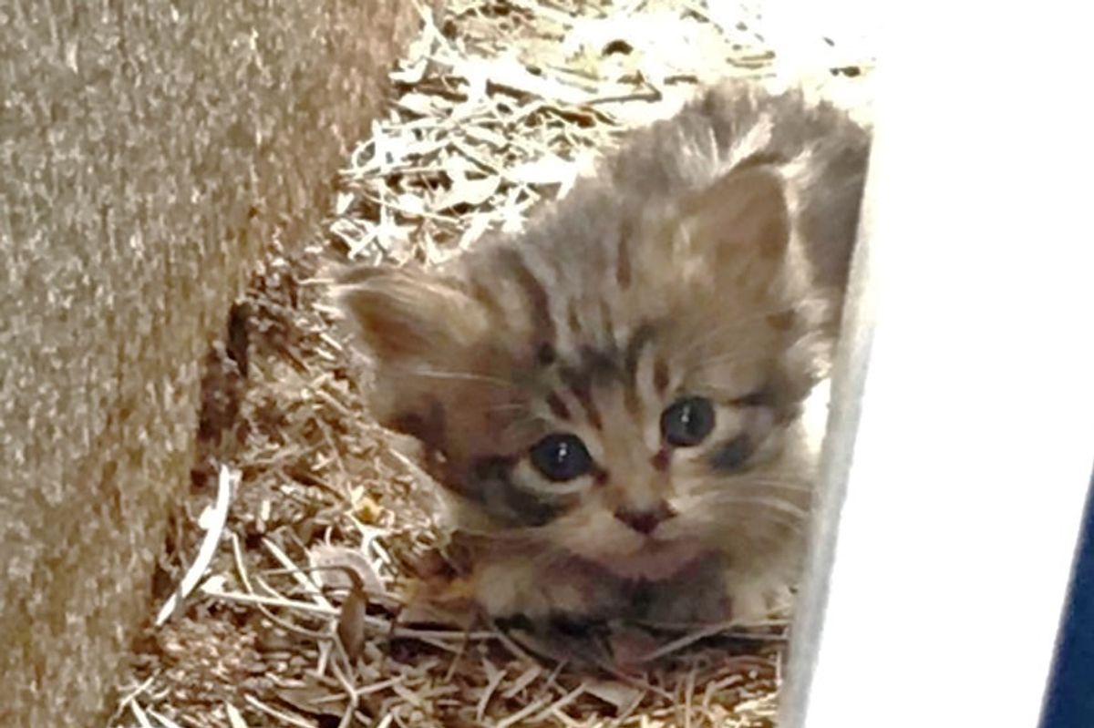 Kitten Ran Around Parking Lot, Trying to Hide Until Woman Found Her and Turned Her Life Around