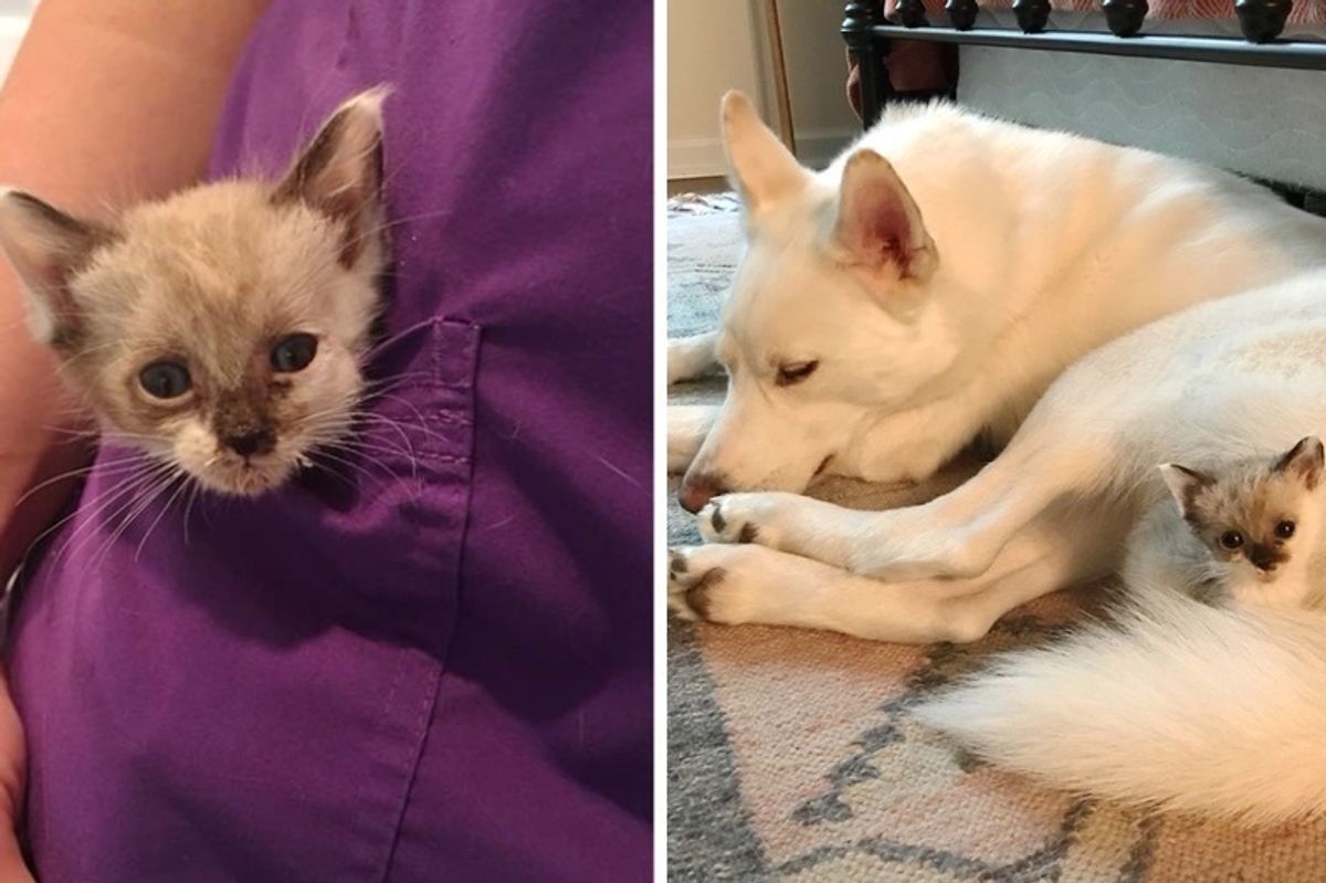 Kitten with Tiny Body Found as Orphan, Thinks Everyone She Meets is Her Mom