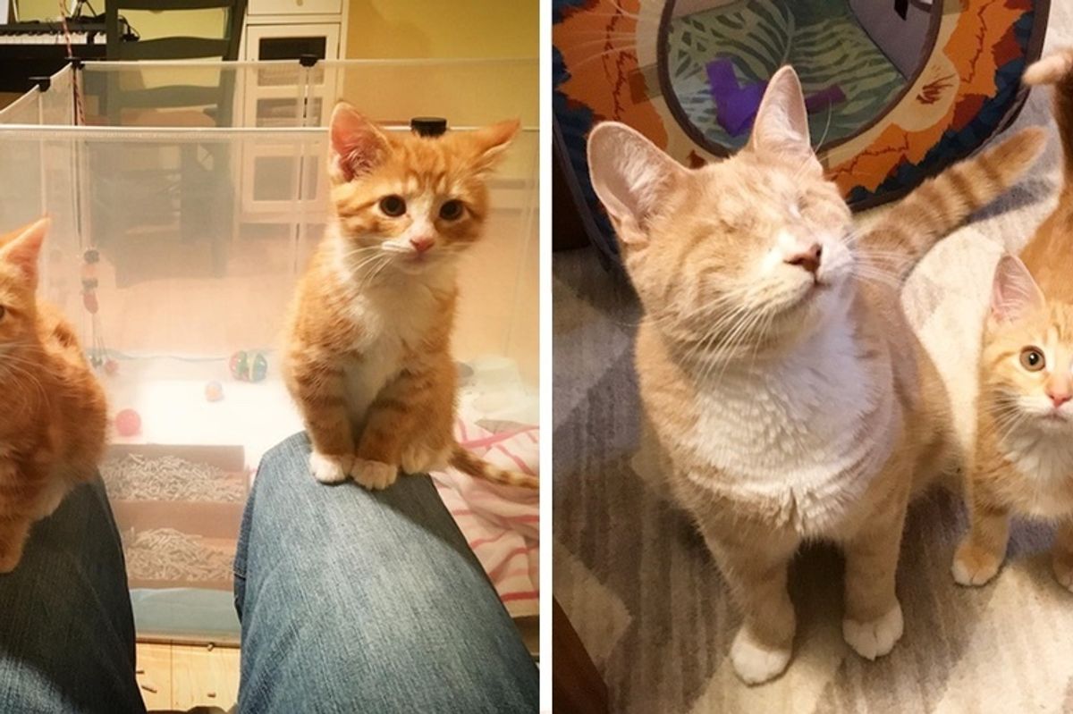 2 Shy Kitten Sisters Learn to Trust and Love from Blind Ginger Cat