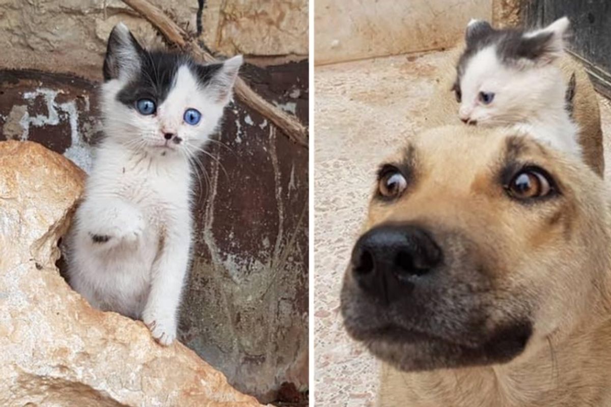 Orphan Kitten Walks Up to Dog Who Lost Her Pups, and Becomes Her Kitten
