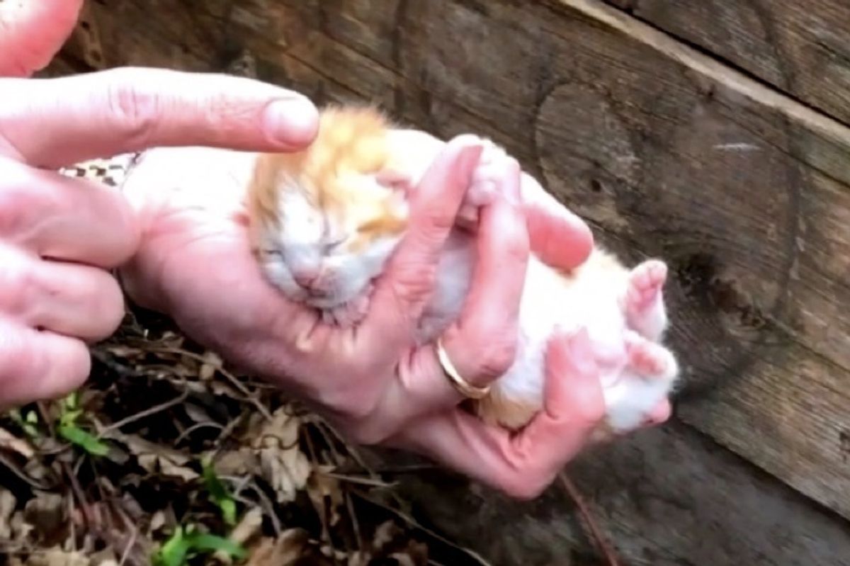 Rescuers Save Cat Mom and Her Surviving Kittens Hidden Under Large Piece of Wood