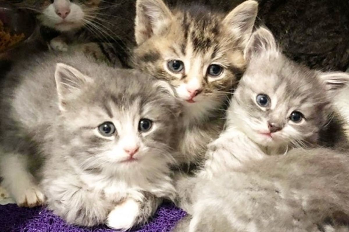 Woman Went to Adopt 2 Kittens But Couldn't Get Their Special Needs Brother Out of Her Mind