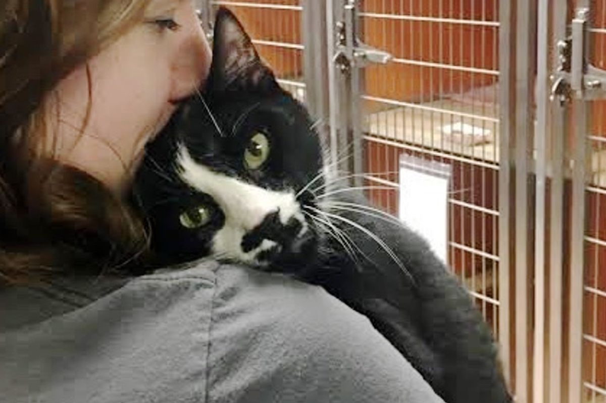 Shelter Cat Gives Everyone Hugs and Won't Take No for an Answer