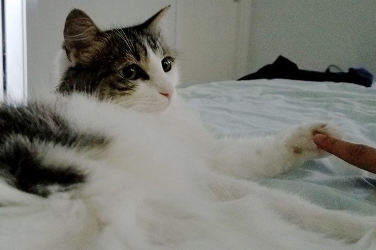 Cat Shows Up in Yard with Loudest Cries and Insists in Finding Safe Home for Her Kittens