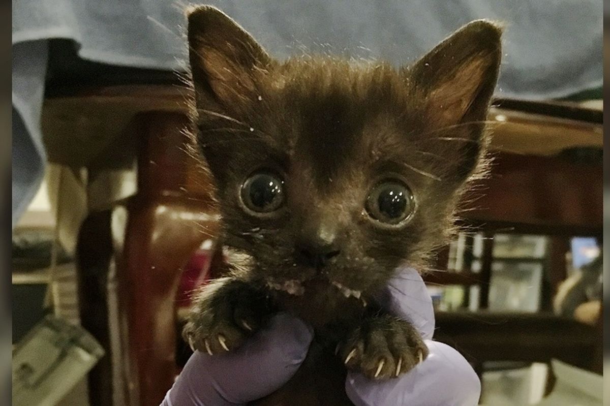 Kitten with Large Head and Small Body Determined to Grow Despite the Odds