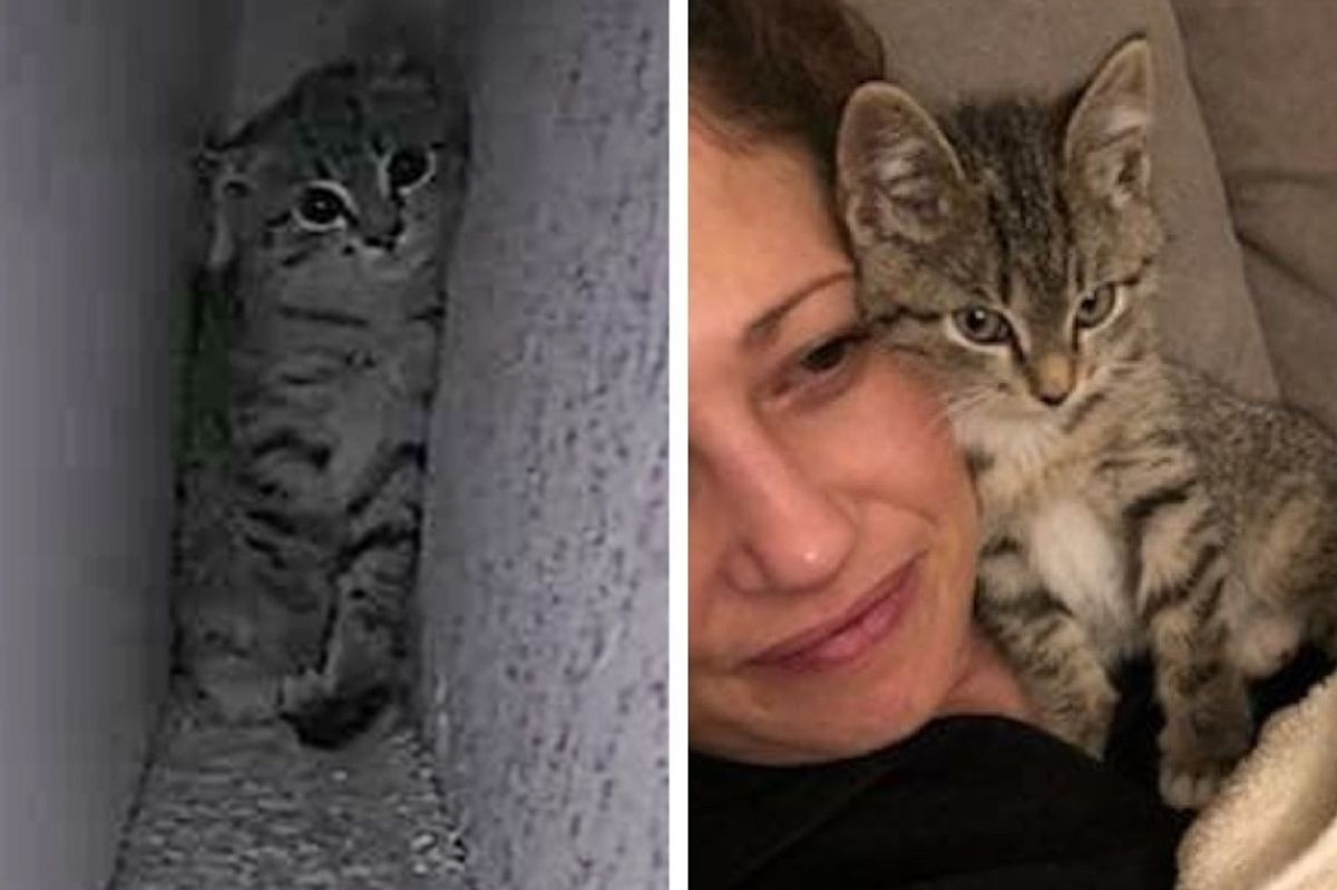 Frightened Kitten Saved from Busy Street, Finds Someone to Love and Won't Let Go