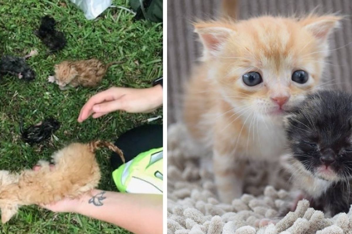 Kittens Cling to Each Other for Comfort After They were Rescued From House Fire