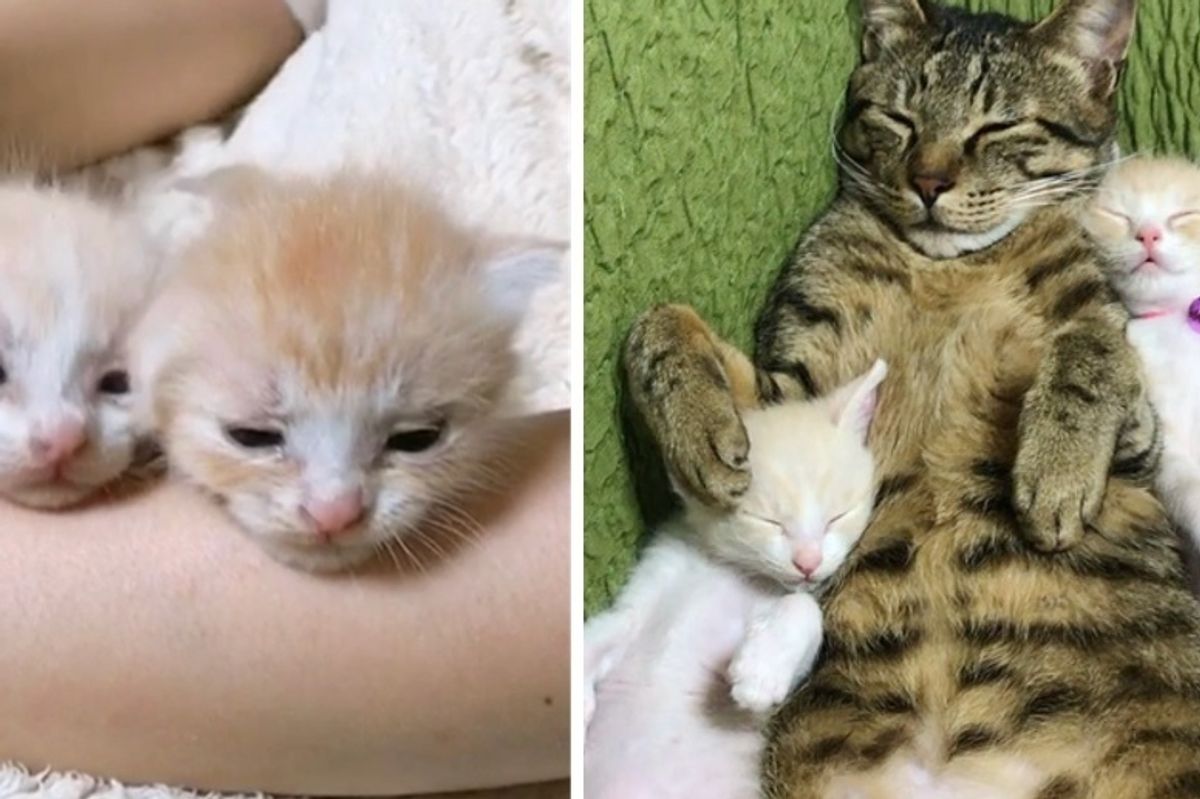 Orphaned Kittens Saved In Nick of Time, Finds New Dad in Tabby Cat