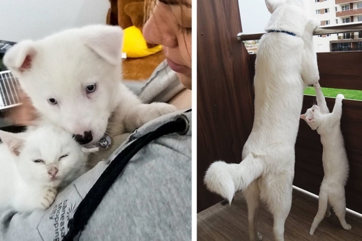 Family Wanted to Get Their Puppy a Kitten But Stray Kitty Found Them Instead