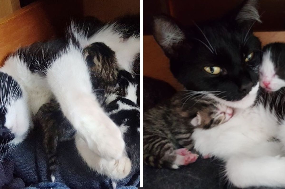 Man Finds Cat Who Just Had Kittens Under His Bed But He Doesn't Own a Cat