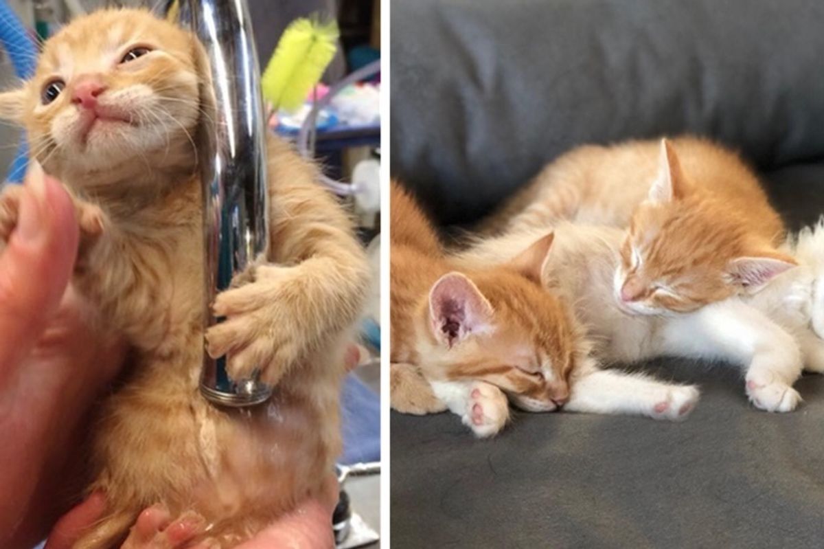 Kitten Comforts His 2 Brothers with Deformity and Won't Leave Their Side
