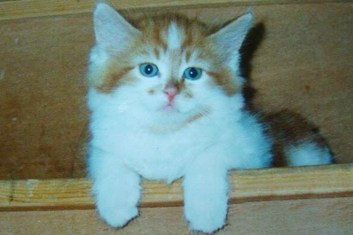 Woman Gave Kitten a Home, 30 Years Later, They Are Still Together, Closer Than Ever