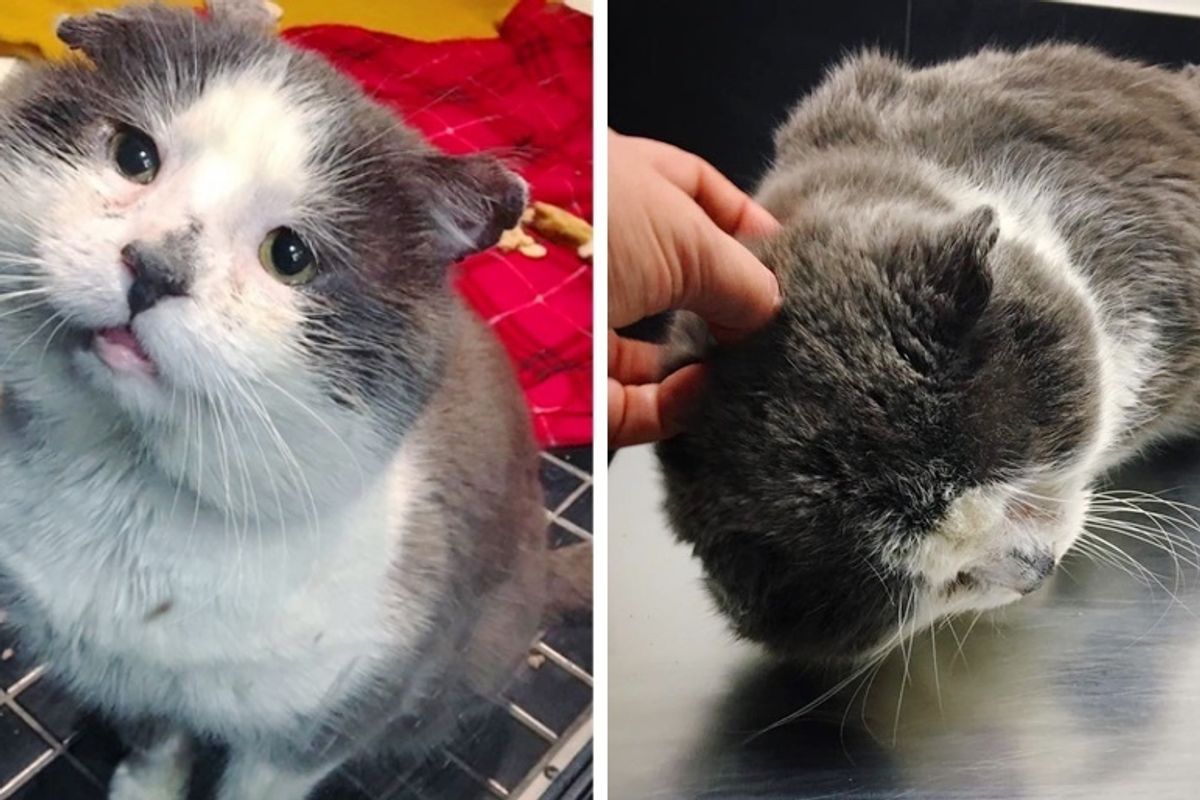 Cat Who Lived Most of His Life as Stray, Finally Has His Dream Come True