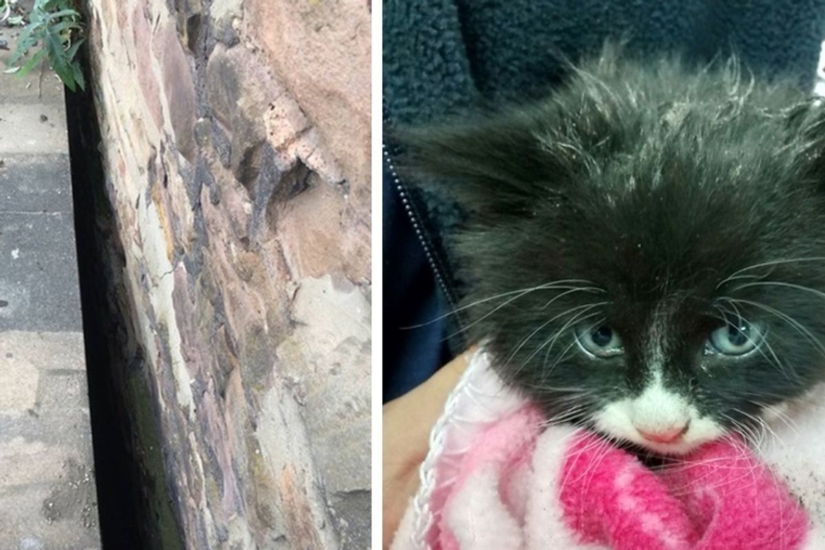 Kitten Found Trapped in Dark, Narrow Gap, Cuddles Rescuer for Comfort After Being Saved