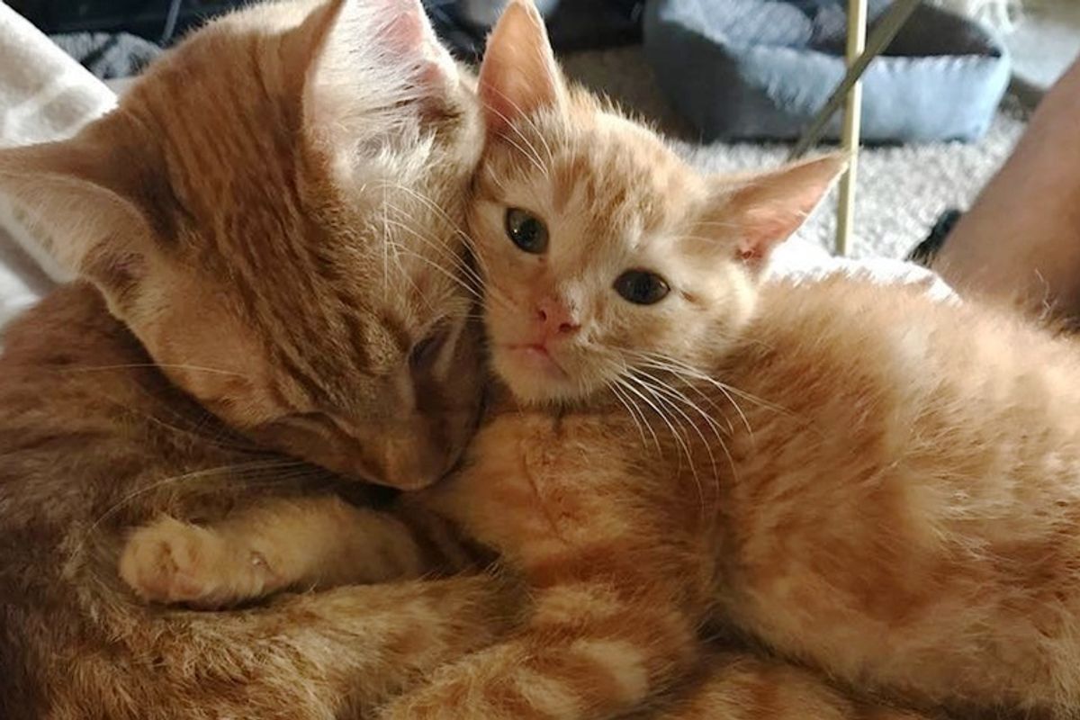 4 Kittens Needed Love, a Male Cat Stepped Up to Be Their Surrogate Dad