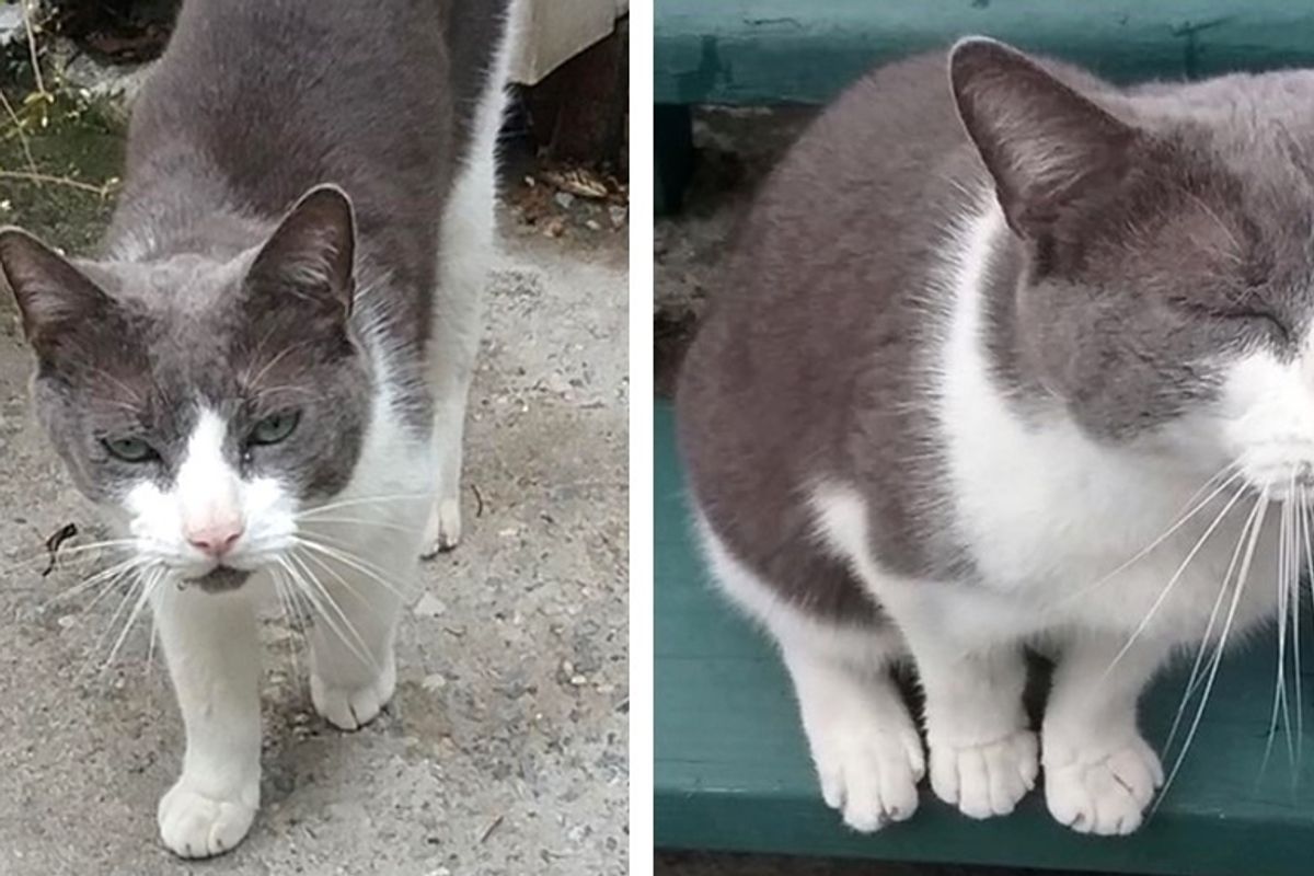 Cat Finds His Way Back to Family 10 Years After His Owner's Passing