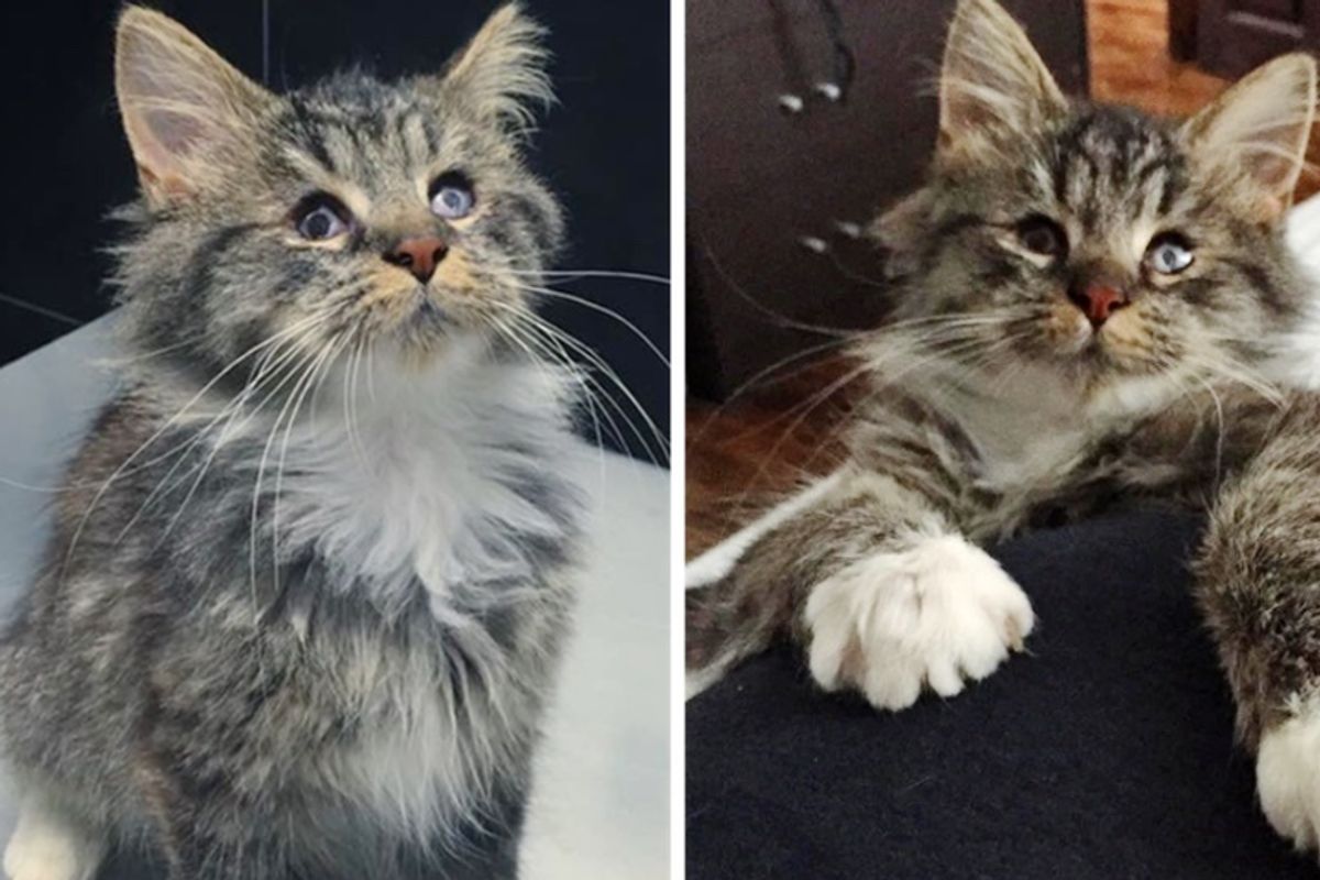 Blind Kitten Found on Streets Gets a New Lease on Life and Gives Everyone Cuddles