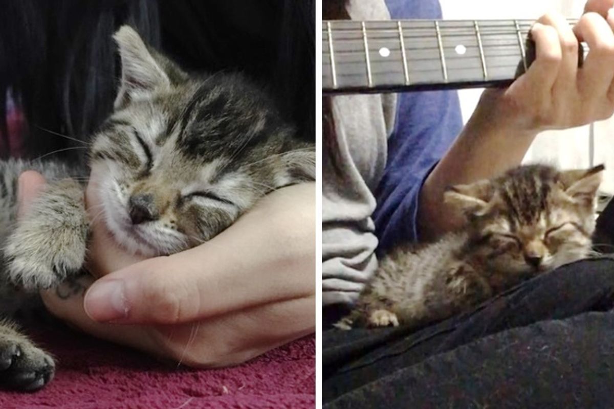 Kitten Rescued as Orphan Finds Comfort When Guitar Plays, and Falls Asleep To It