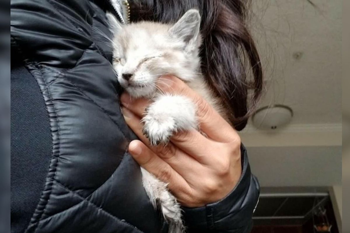Woman Found Kitten Under Car, Barely Responsive, She Was Determined to Save Her
