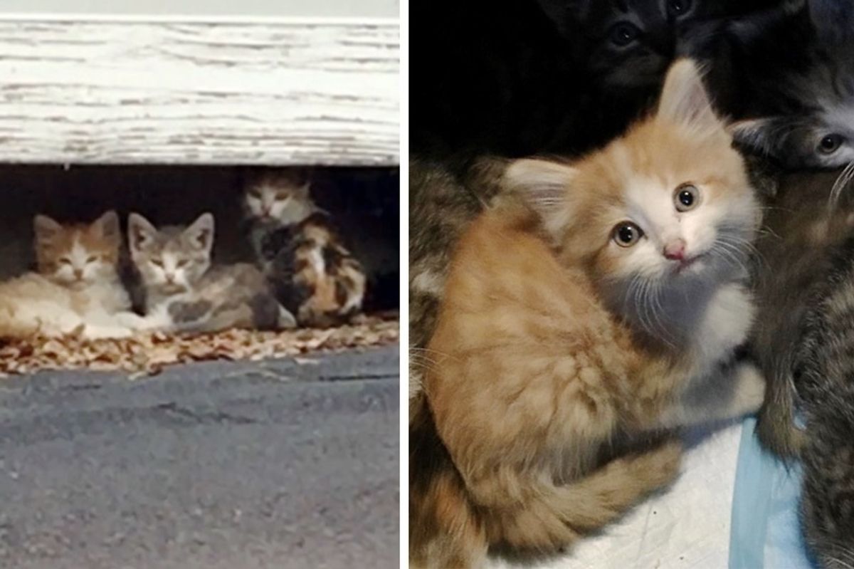 10 Kittens Saved From Rooftop Along with Cat Moms and Dad, Have Their Lives Turned Around