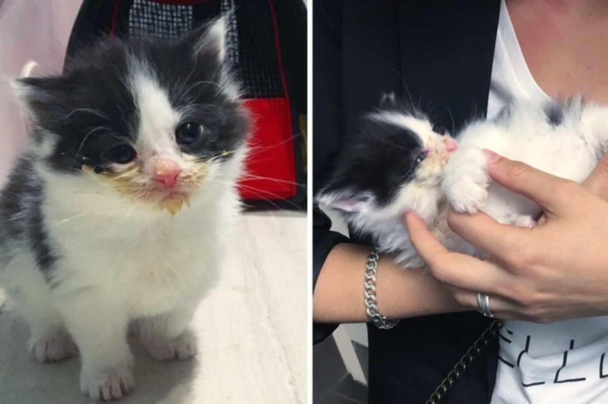 Kitten Who Was Left Behind and Hungry, Finds Love and Won't Let Go